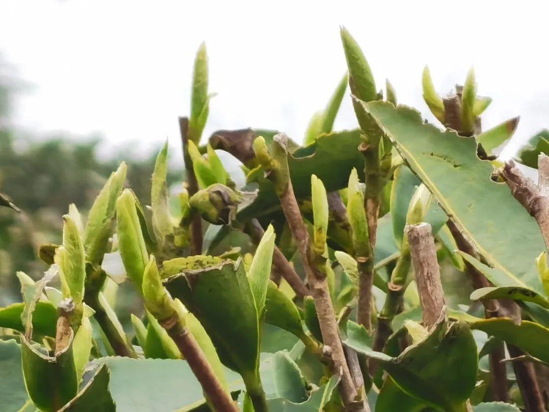 Small white tea "fish leaves", although often "abandoned," are actually not redundant
