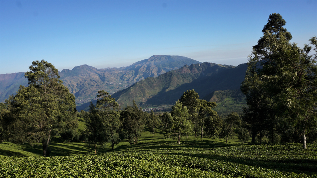 Cultivation of Pu-erh Tea