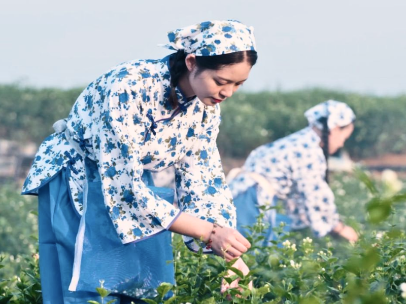 The Growing Area of Jasmine Scented Tea