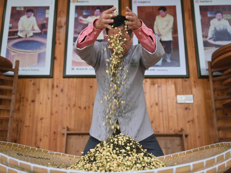 The Process of Making Jasmine Scented Tea
