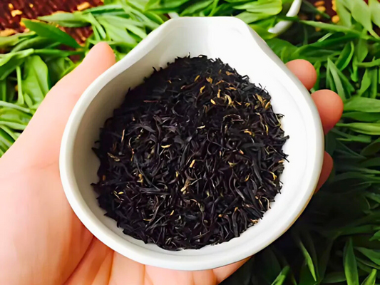 Picking and Processing of Kung Fu Black Tea