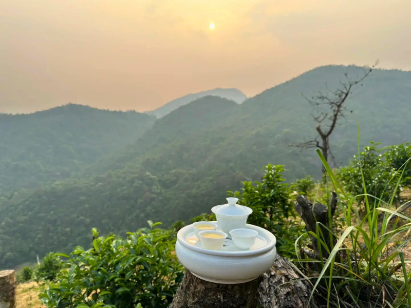 Feng Huang Dan Cong-Phoenix Single Bush Oolong Tea