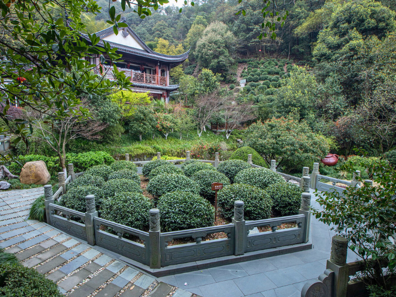 Legend About Long Jing Tea-Dragon Well