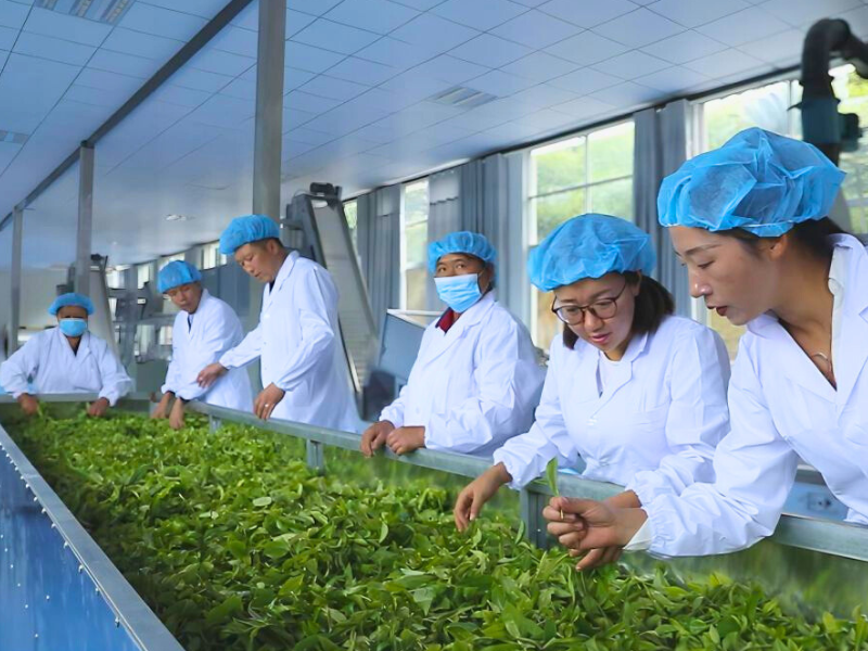 The Processing of Loose Raw Pu-erh Tea