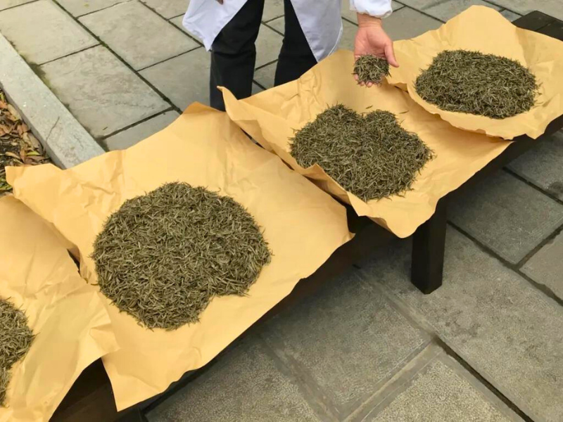 Yellow Tea Manufacturing and Processing