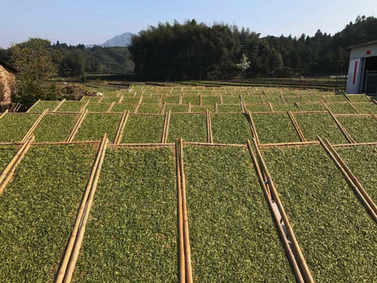 White Tea Manufacturing and Processing