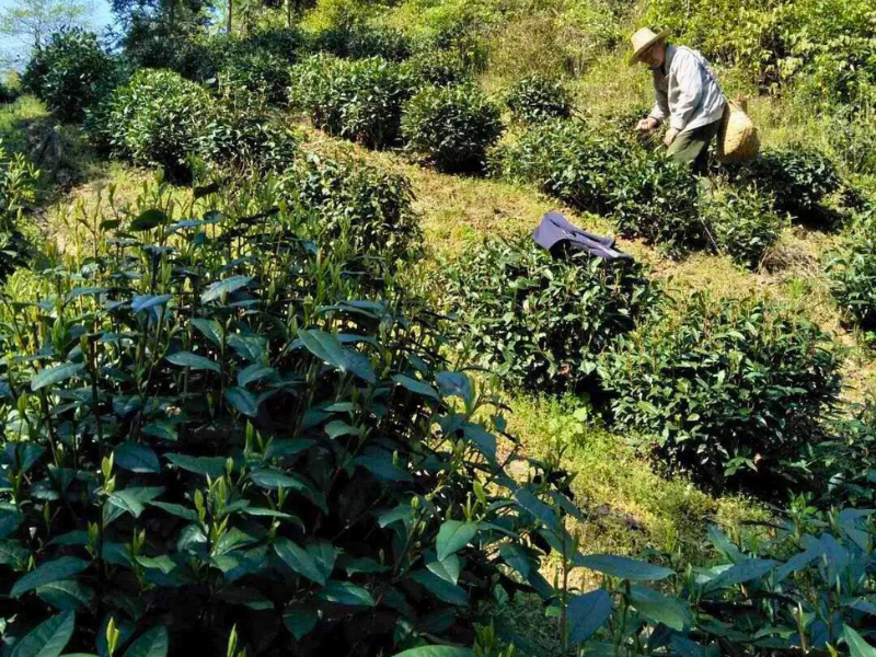 The Growing Area of Tai Ping Hou Kui