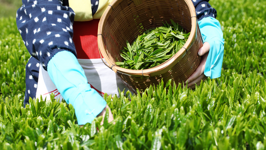 The Harvest Season of Pu-erh