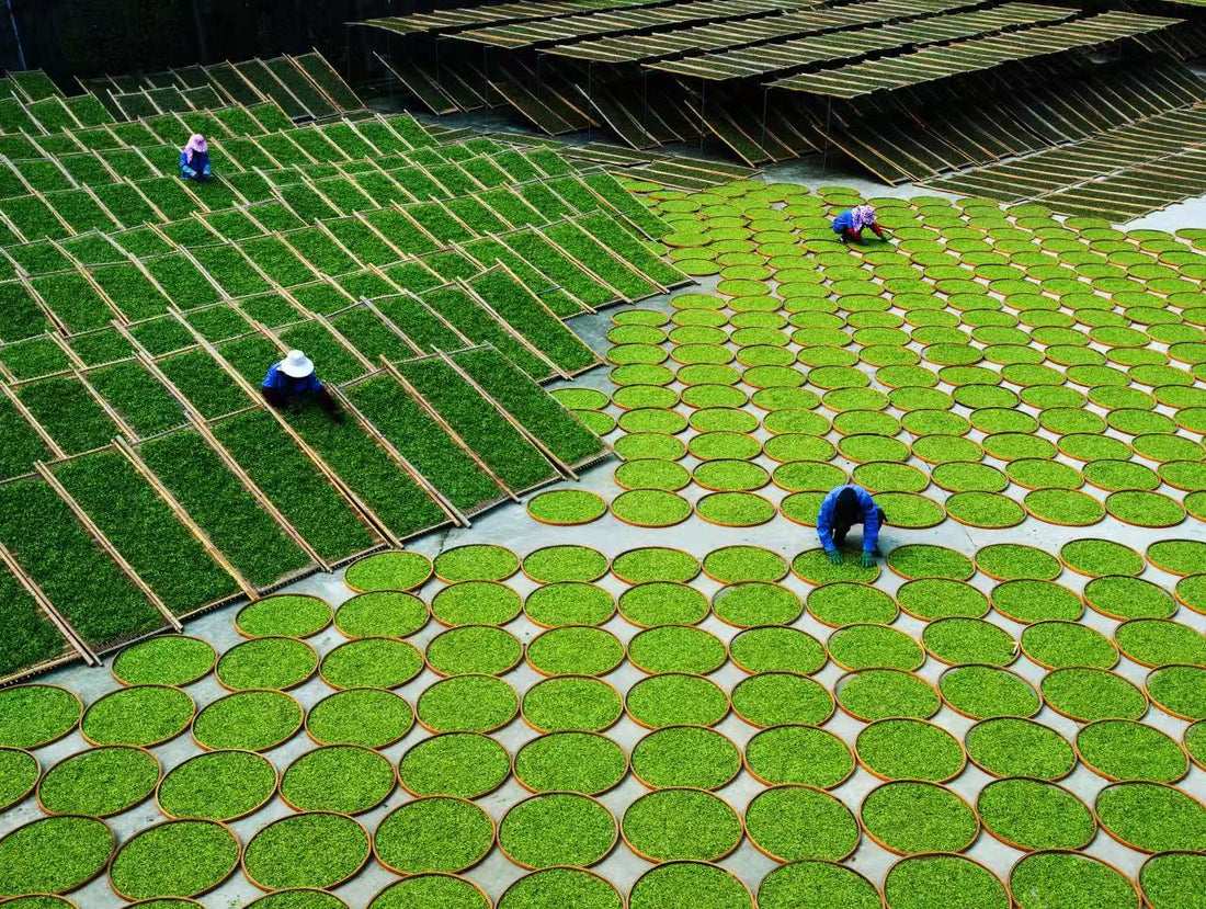 White Tea Processing Techniques