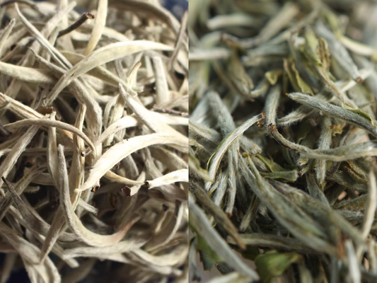 What are the differences between Yunnan white tea and Fujian white tea?