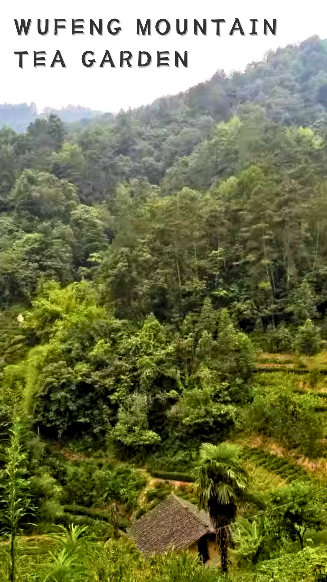 Wufeng Mountain Maojian