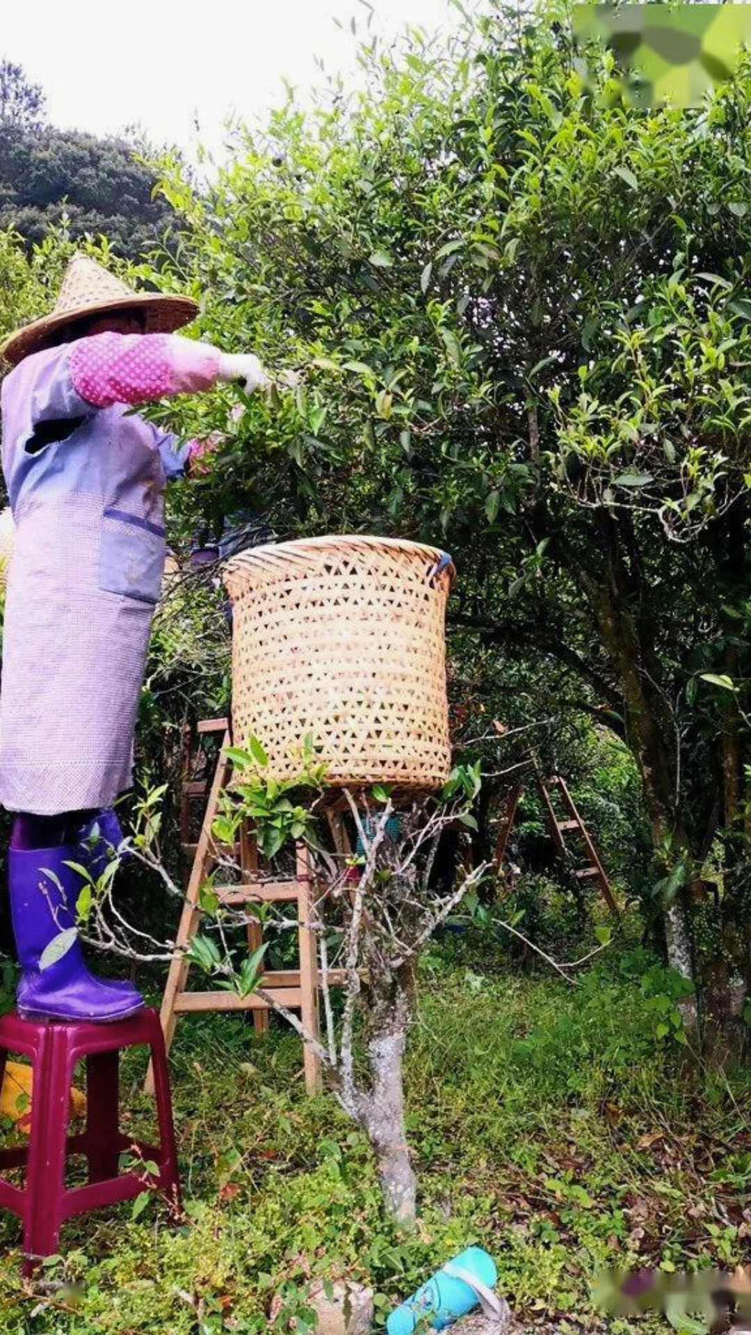 Dazhi Mountain Old Bush Shui Xian