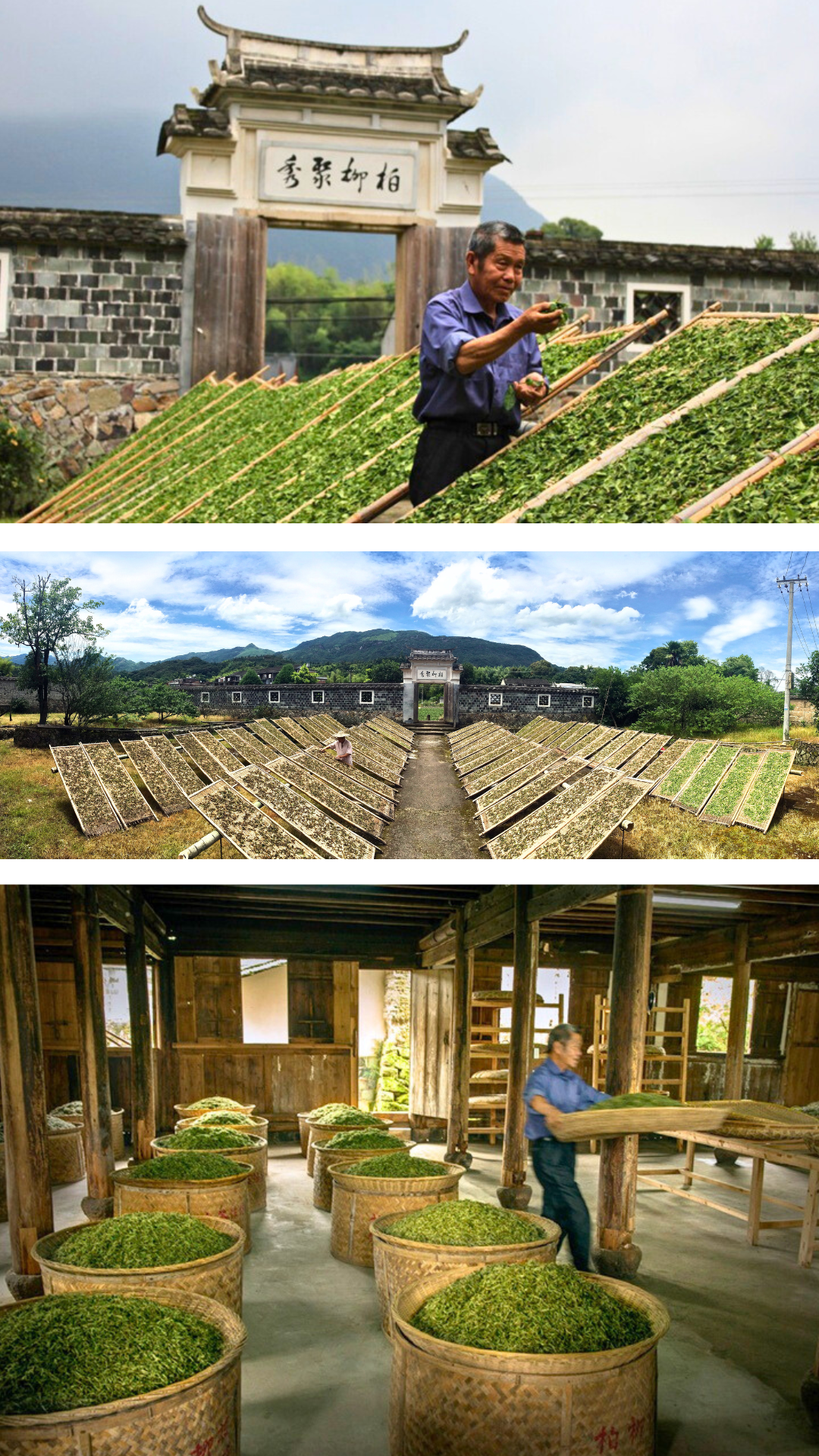 Bailiu Village Bai Mu Dan Made by Tea Master Mei Xiangjing