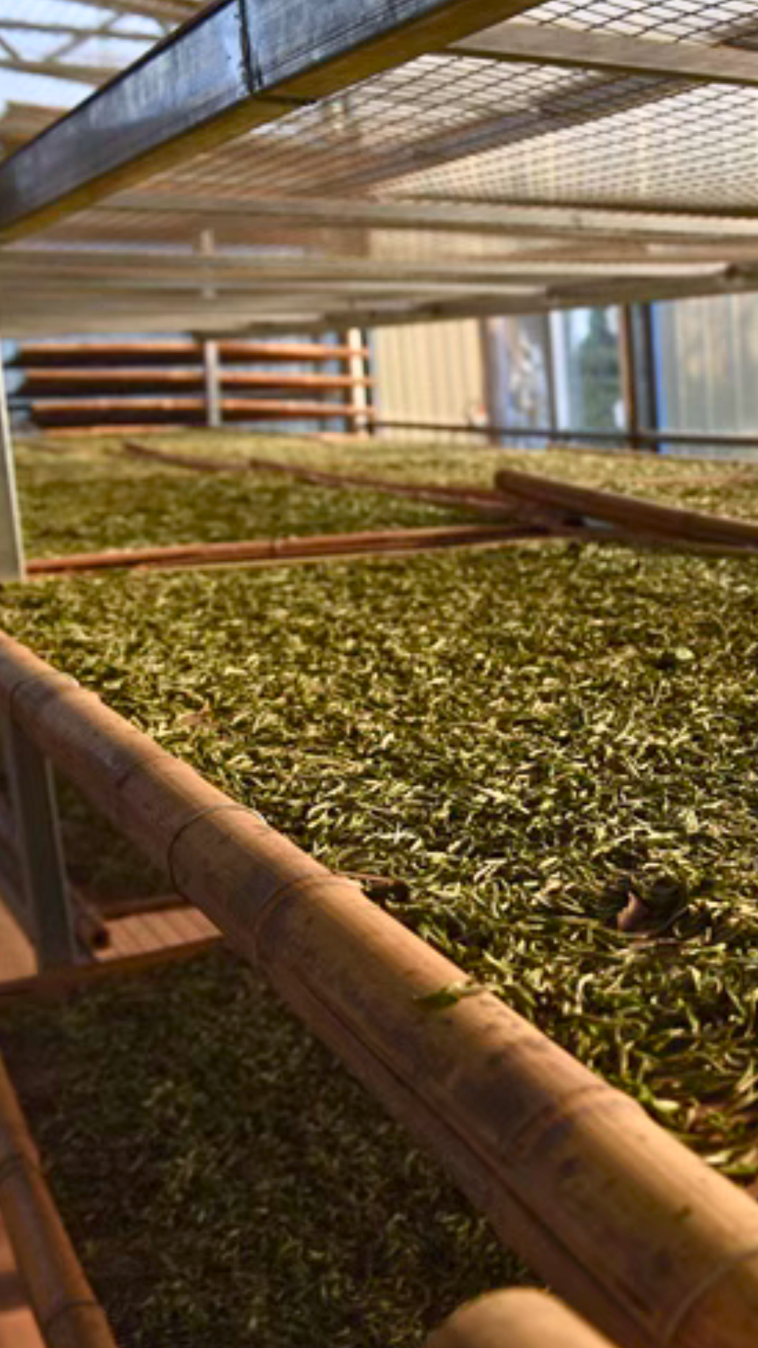 Panxi Top Grade Bai Mu Dan