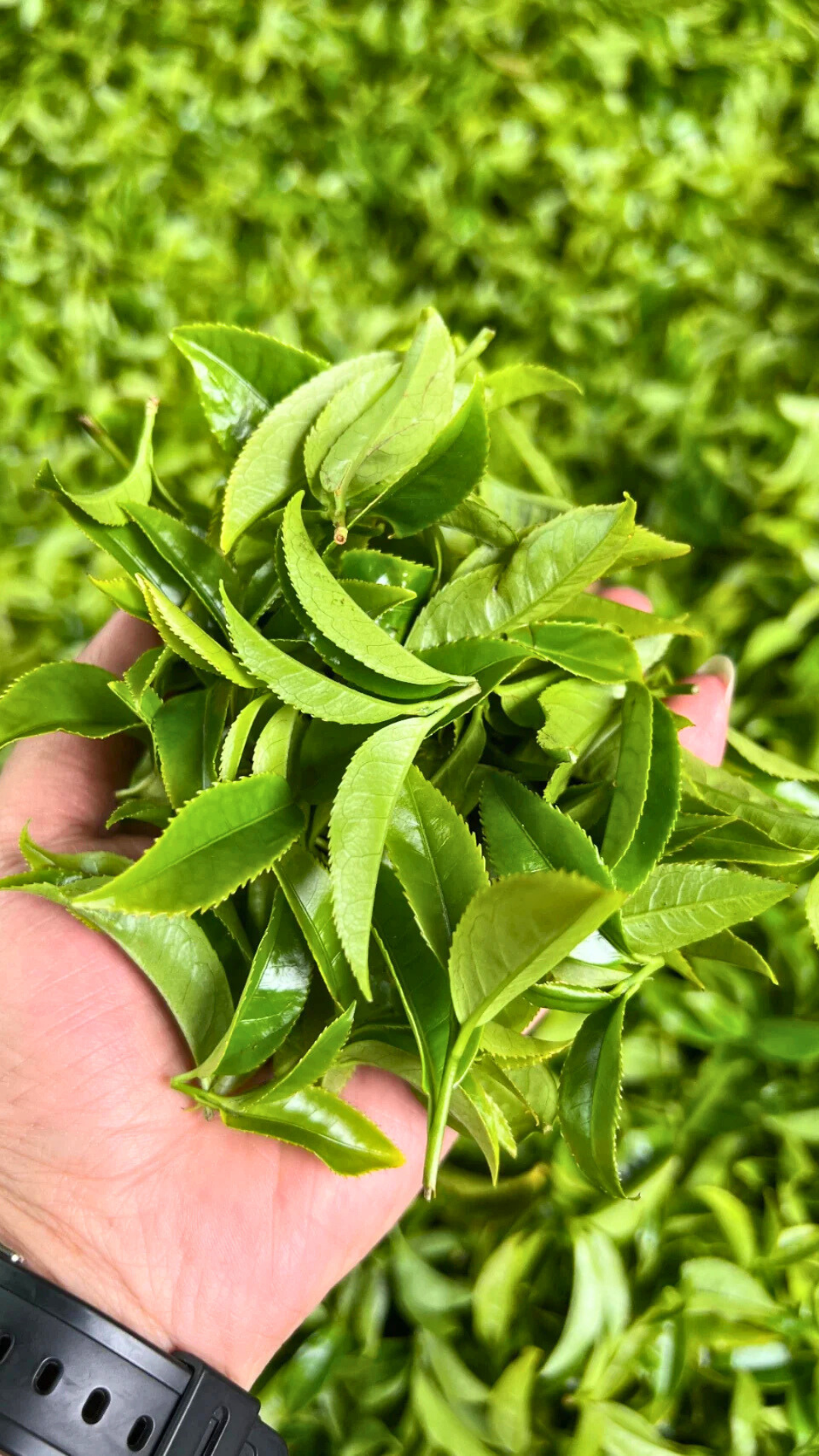 Shi Gu Ping Old Bush Ju Duo Zai