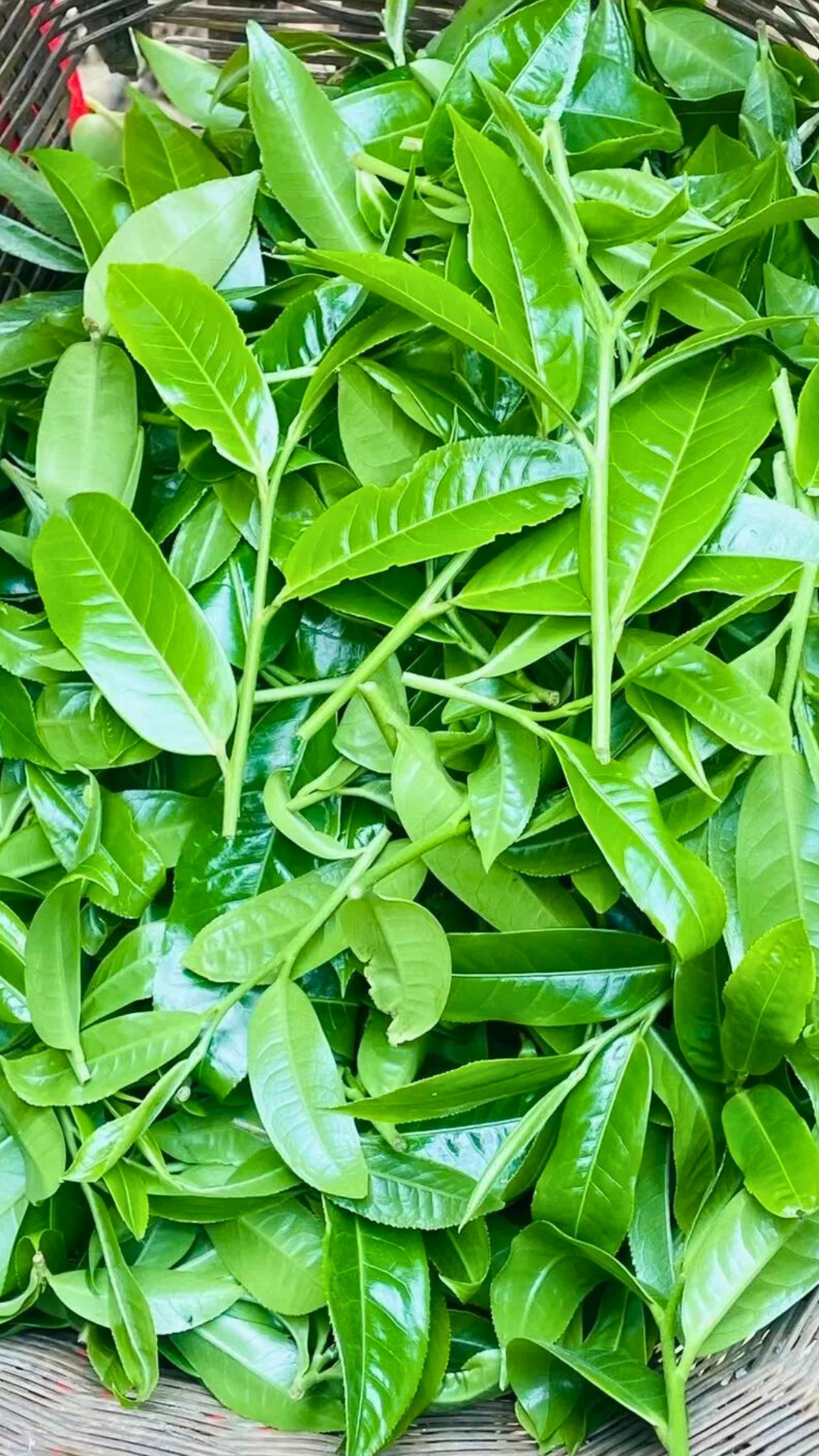 Bing Dao Ancient Tea Garden Raw Pu-erh