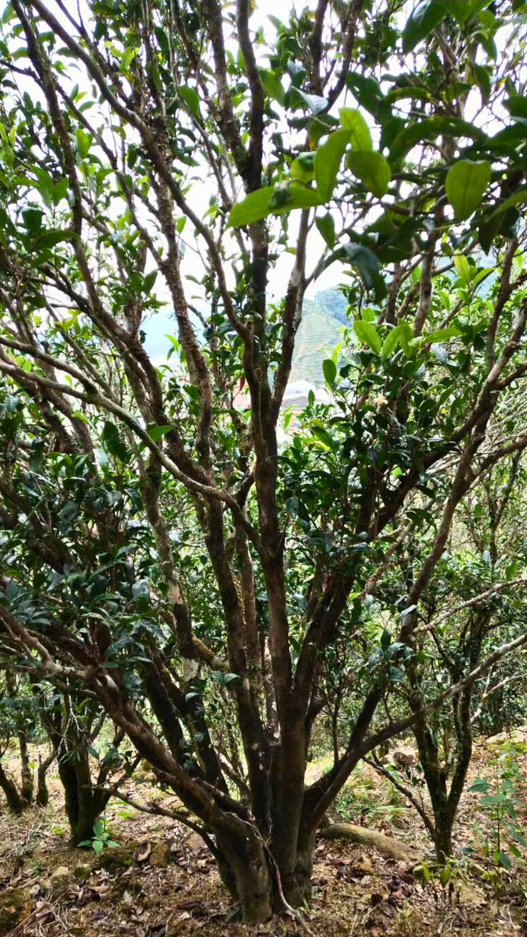 DanHu High Mountain Old Bush Ao Fu Hou