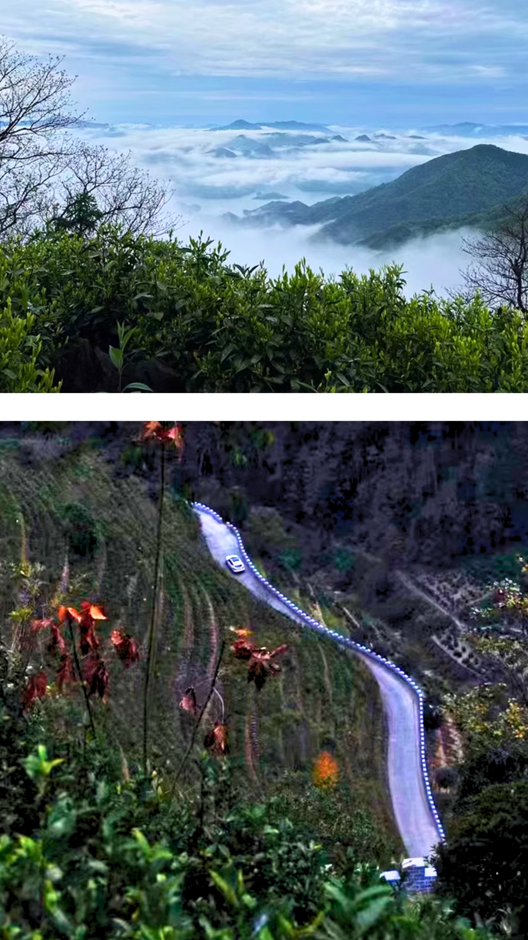 Abandoned Bushes Wild Mao Feng