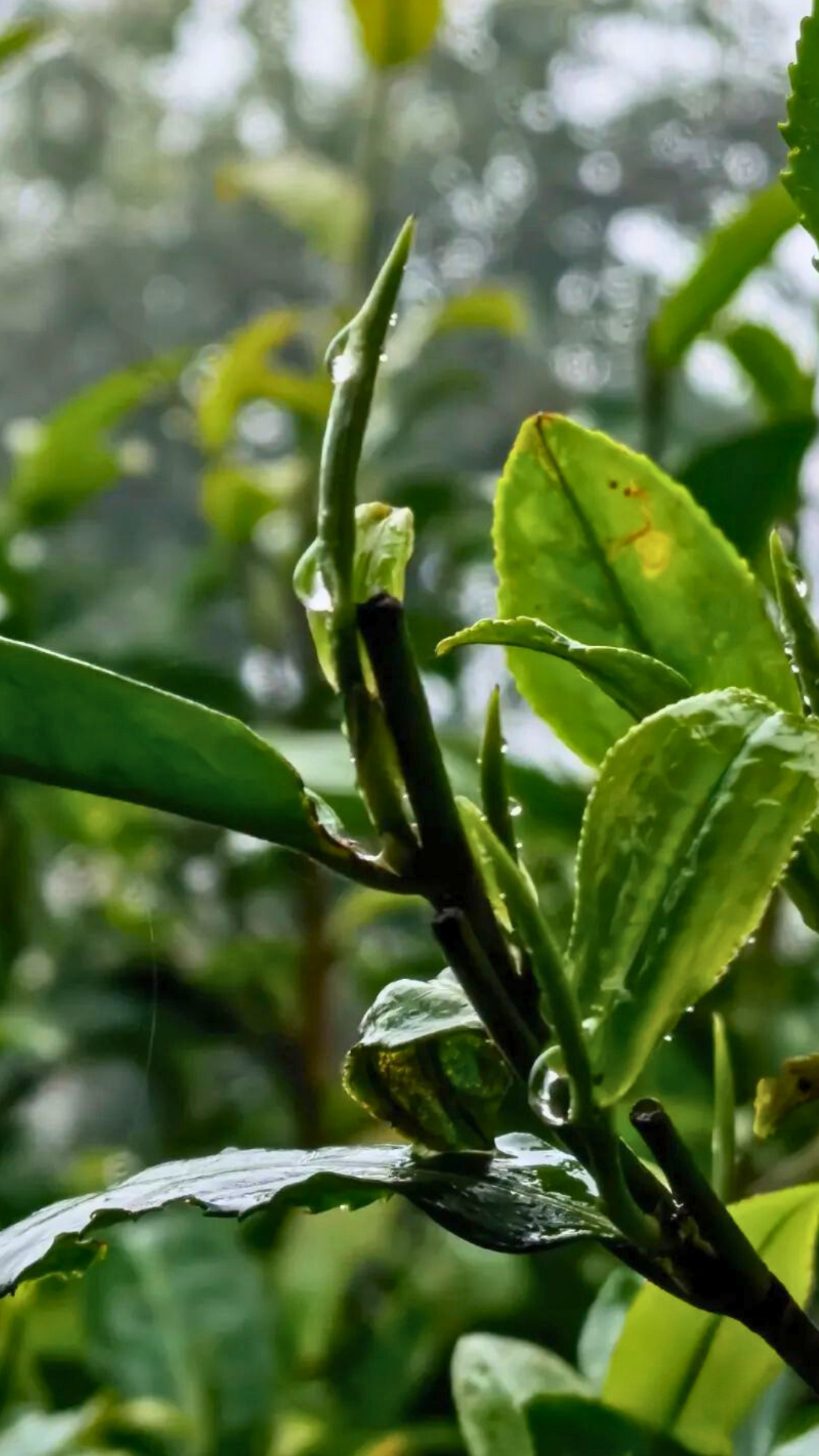 Banzhang Large-Leaf White Tea Shou Mei