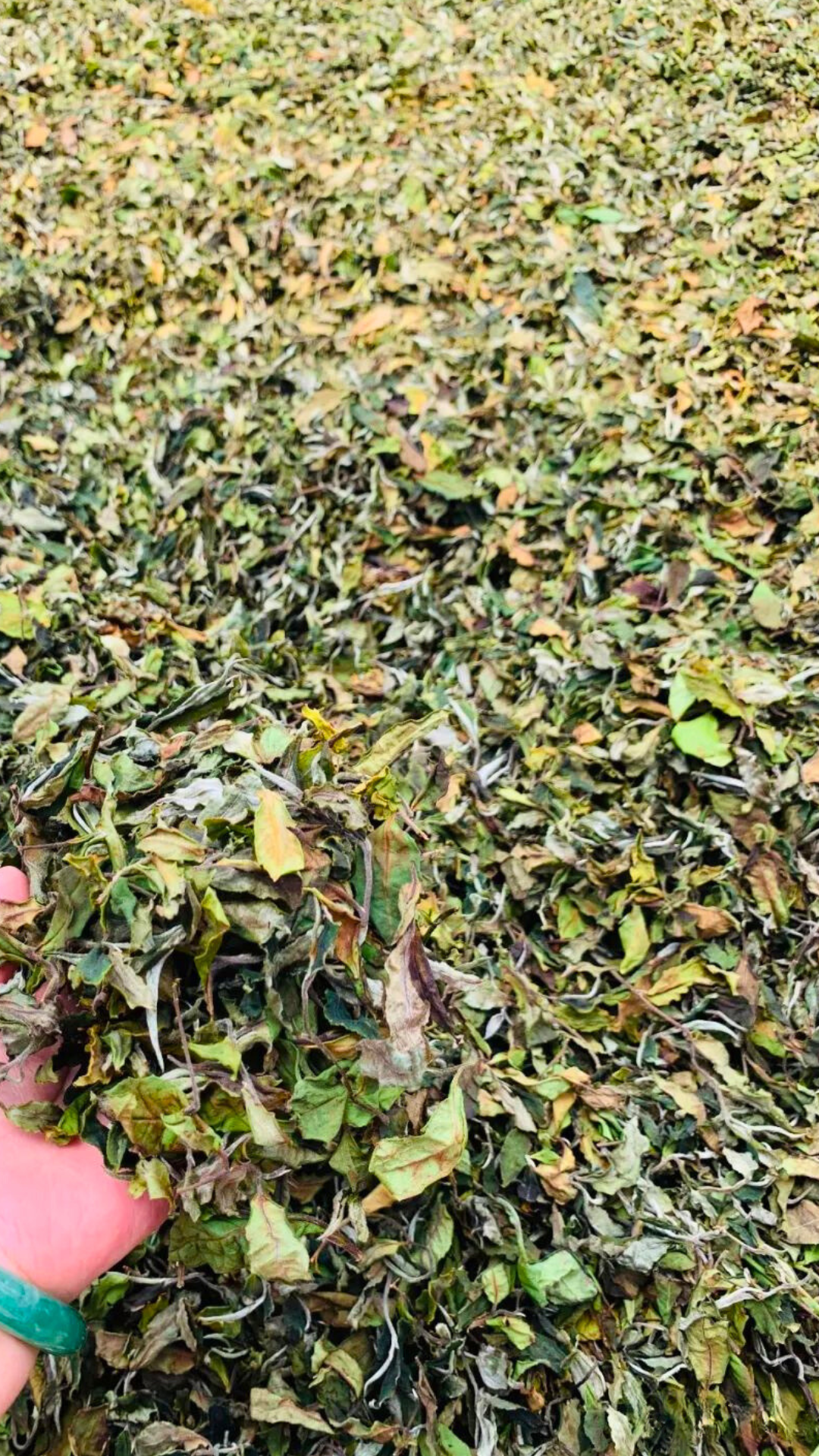 Banzhang Large-Leaf White Tea Shou Mei