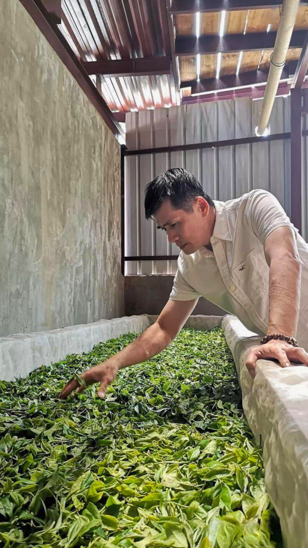 Banzhang Large-Leaf White Tea Shou Mei
