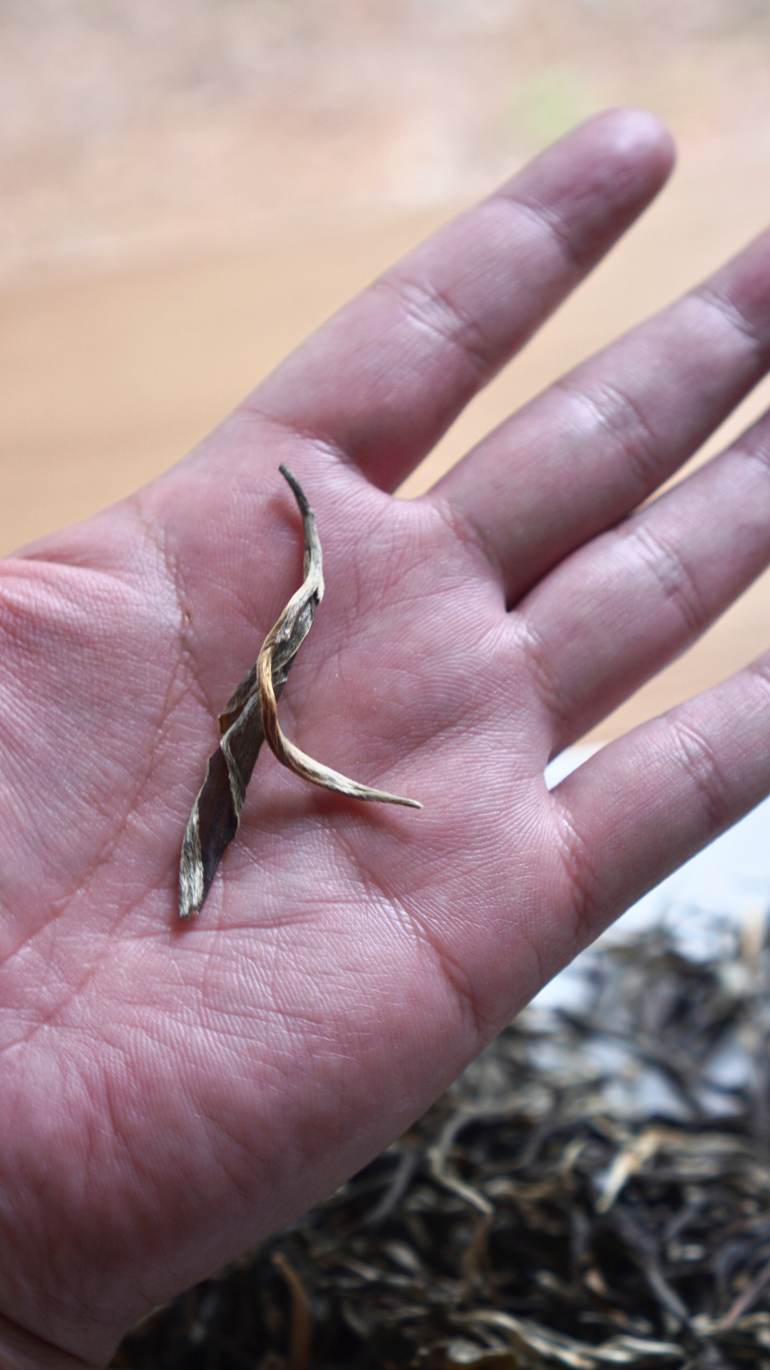 Bing Dao Ancient Tea Garden Raw Pu-erh