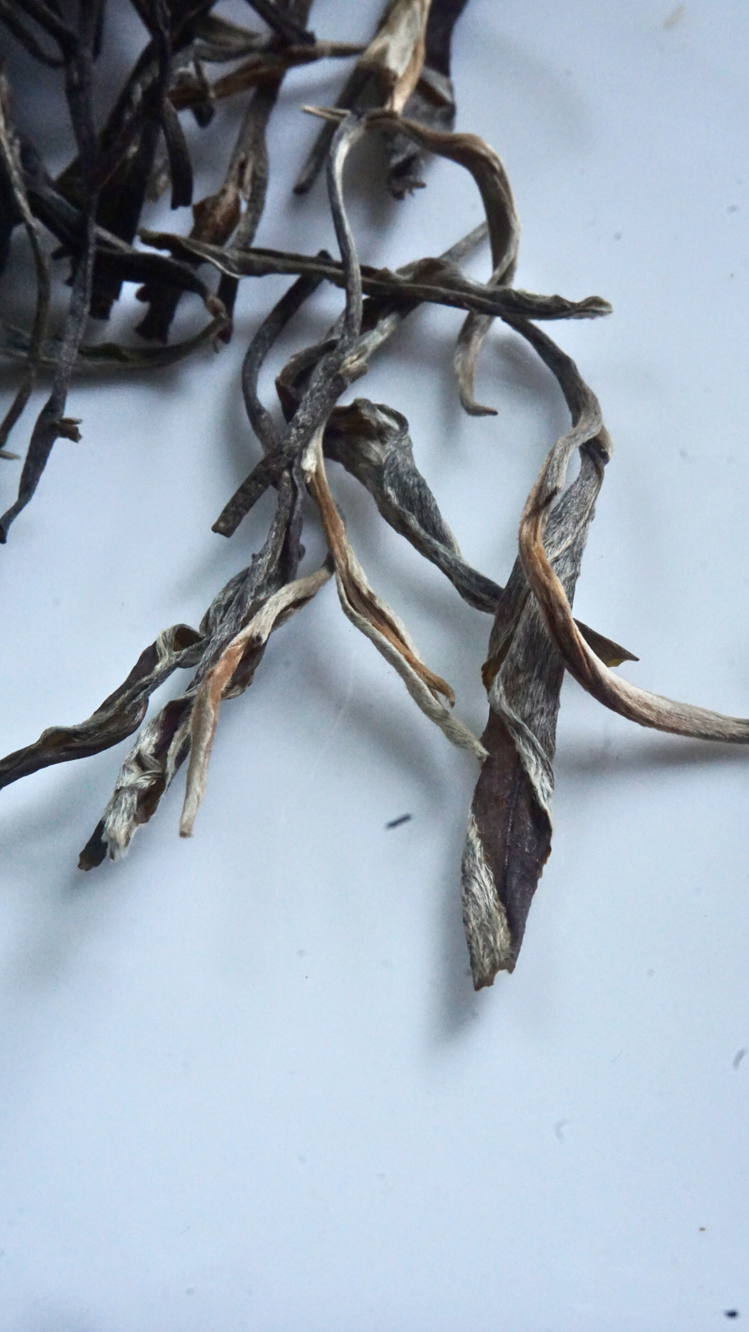 Bing Dao Ancient Tea Garden Raw Pu-erh