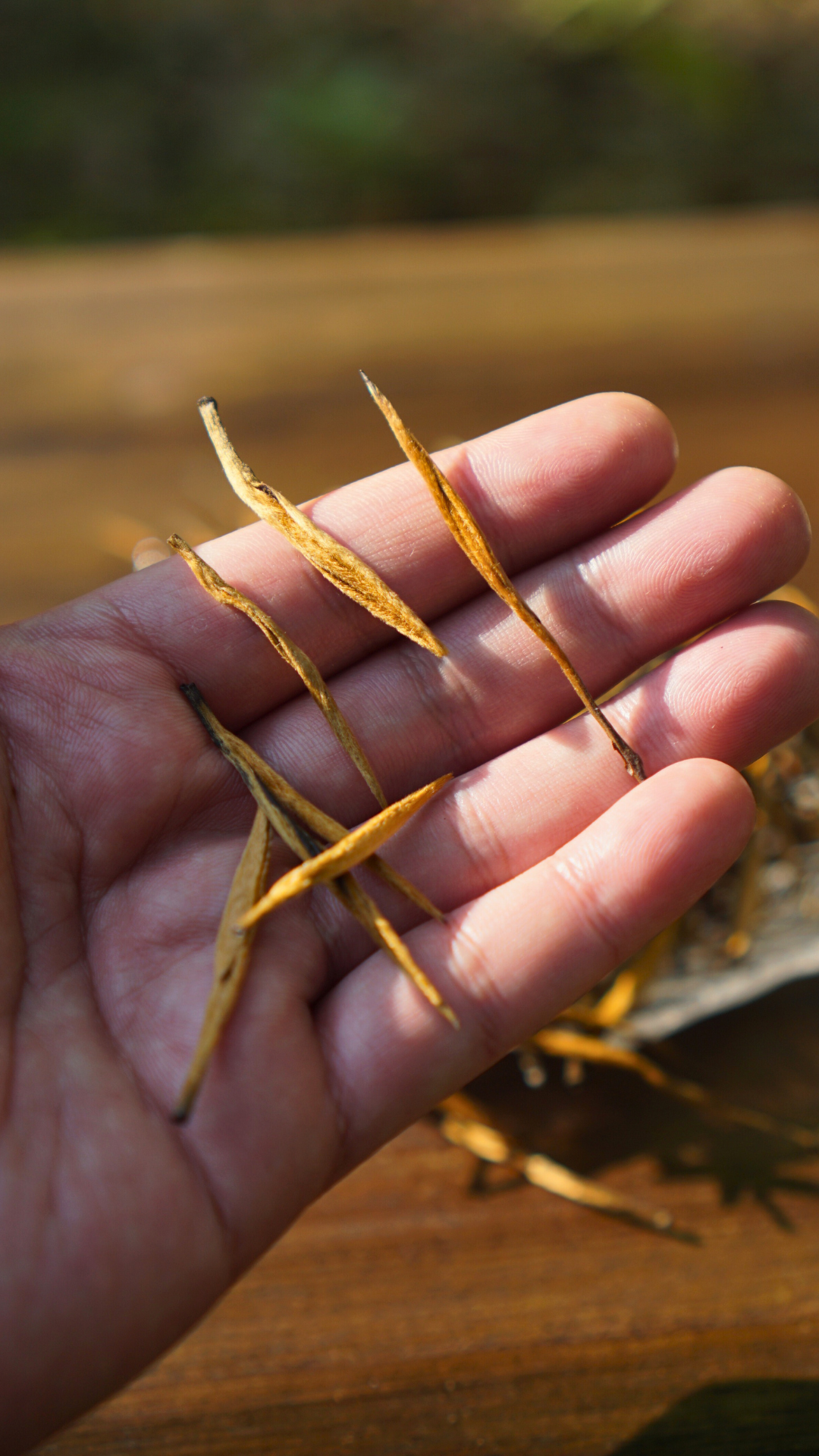 Dianhong Golden Needle-Large Buds