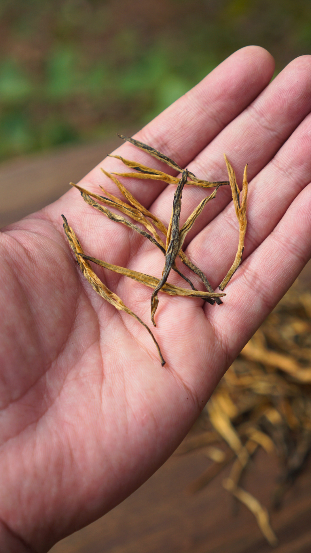 Dianhong Pine Needle