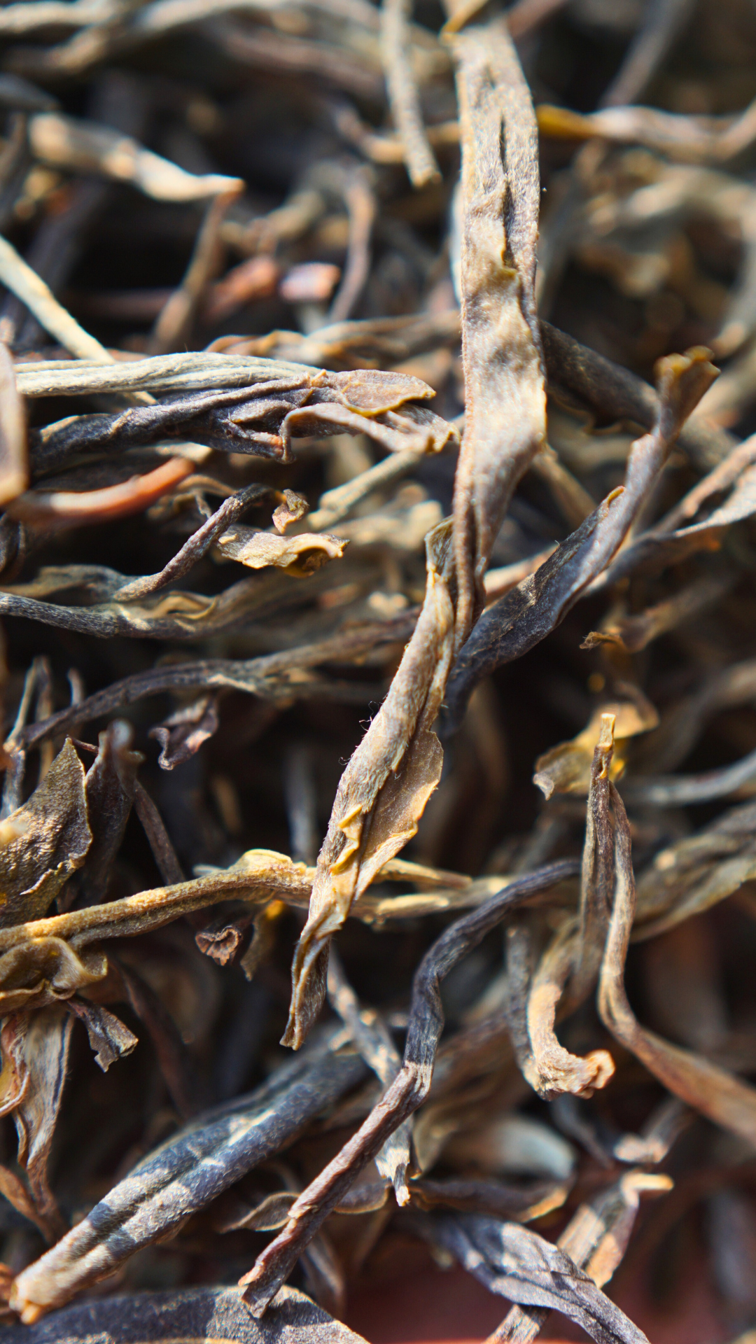 Gua Feng Zhai Ancient Tea Tree Raw Pu-erh