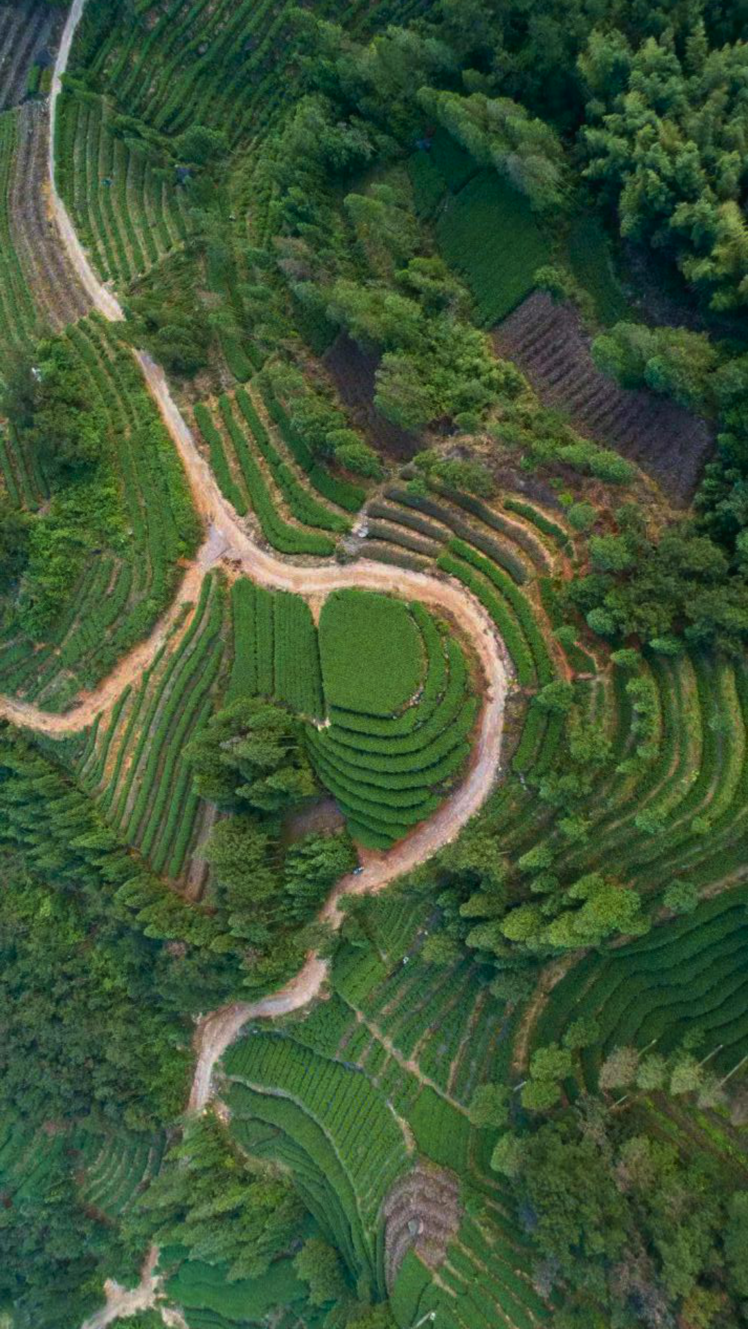 Guangyang Top Grade High Mountain Bai Mu Dan