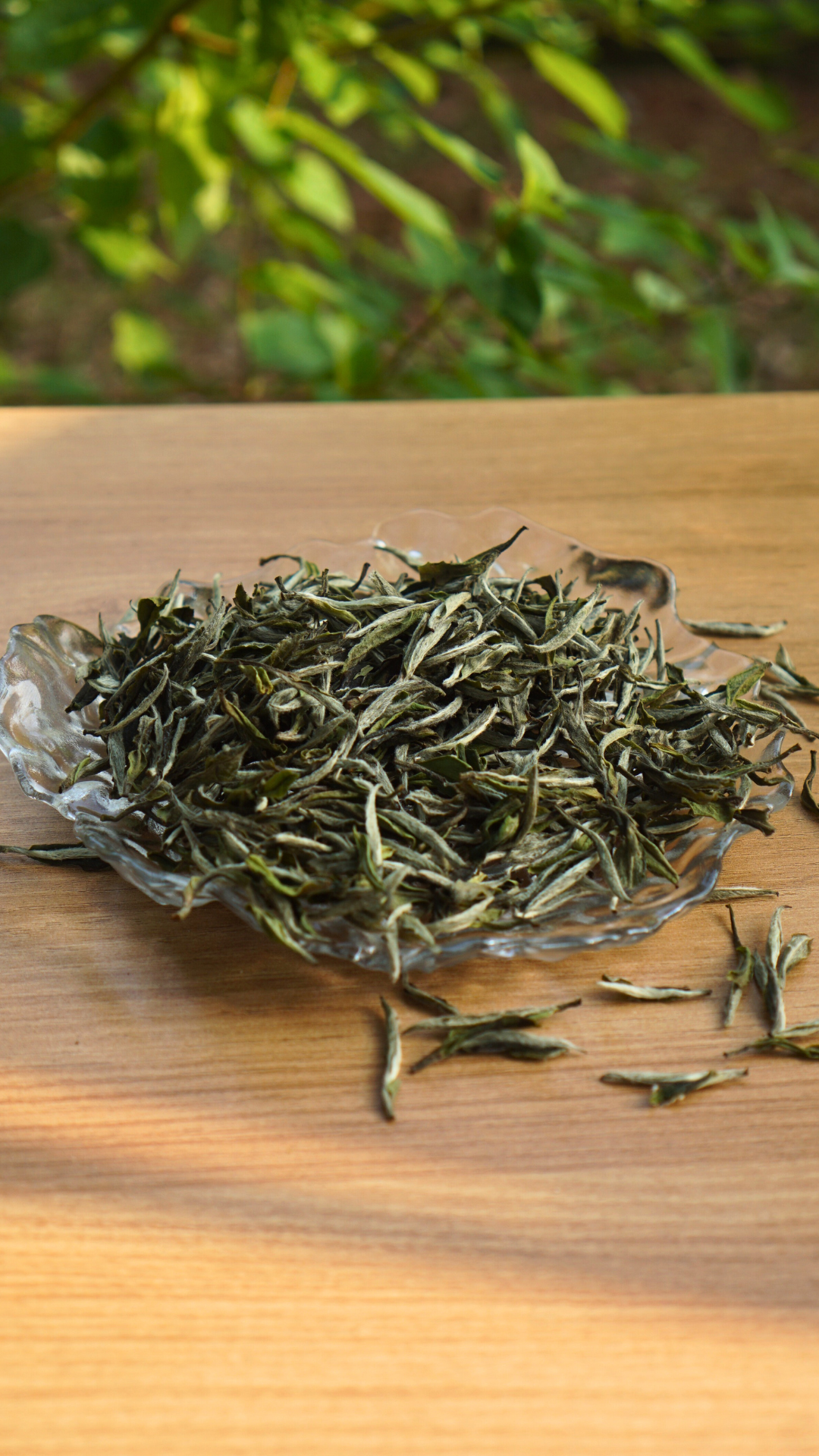 Guangyang Top Grade High Mountain Bai Mu Dan