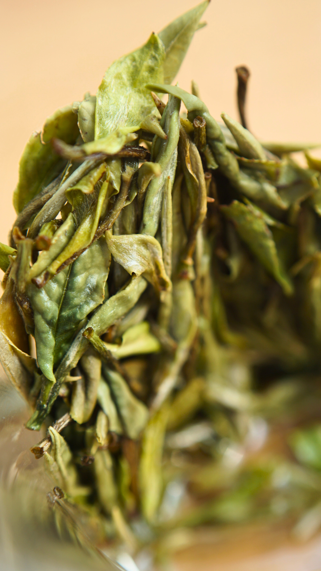 Guangyang Top Grade High Mountain Bai Mu Dan