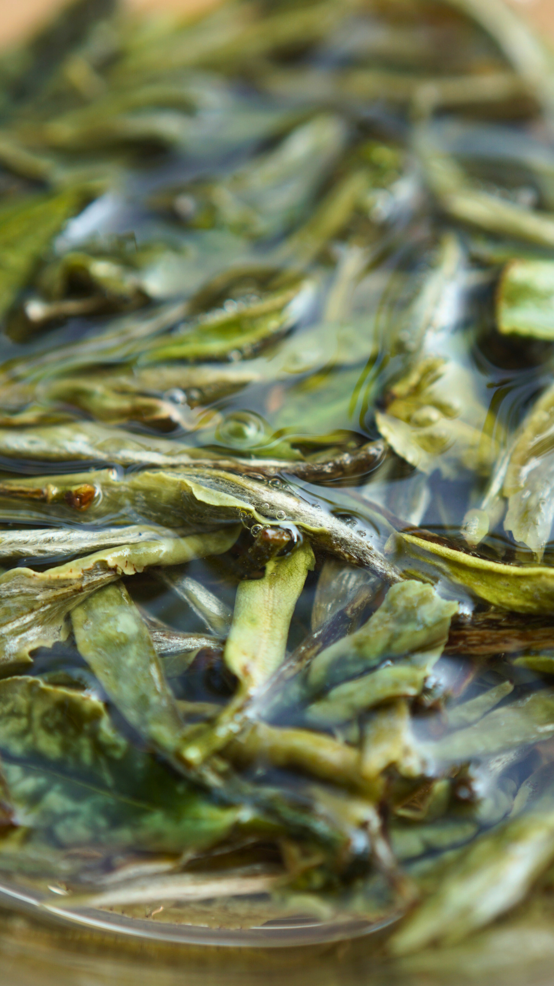 Guangyang Top Grade High Mountain Bai Mu Dan