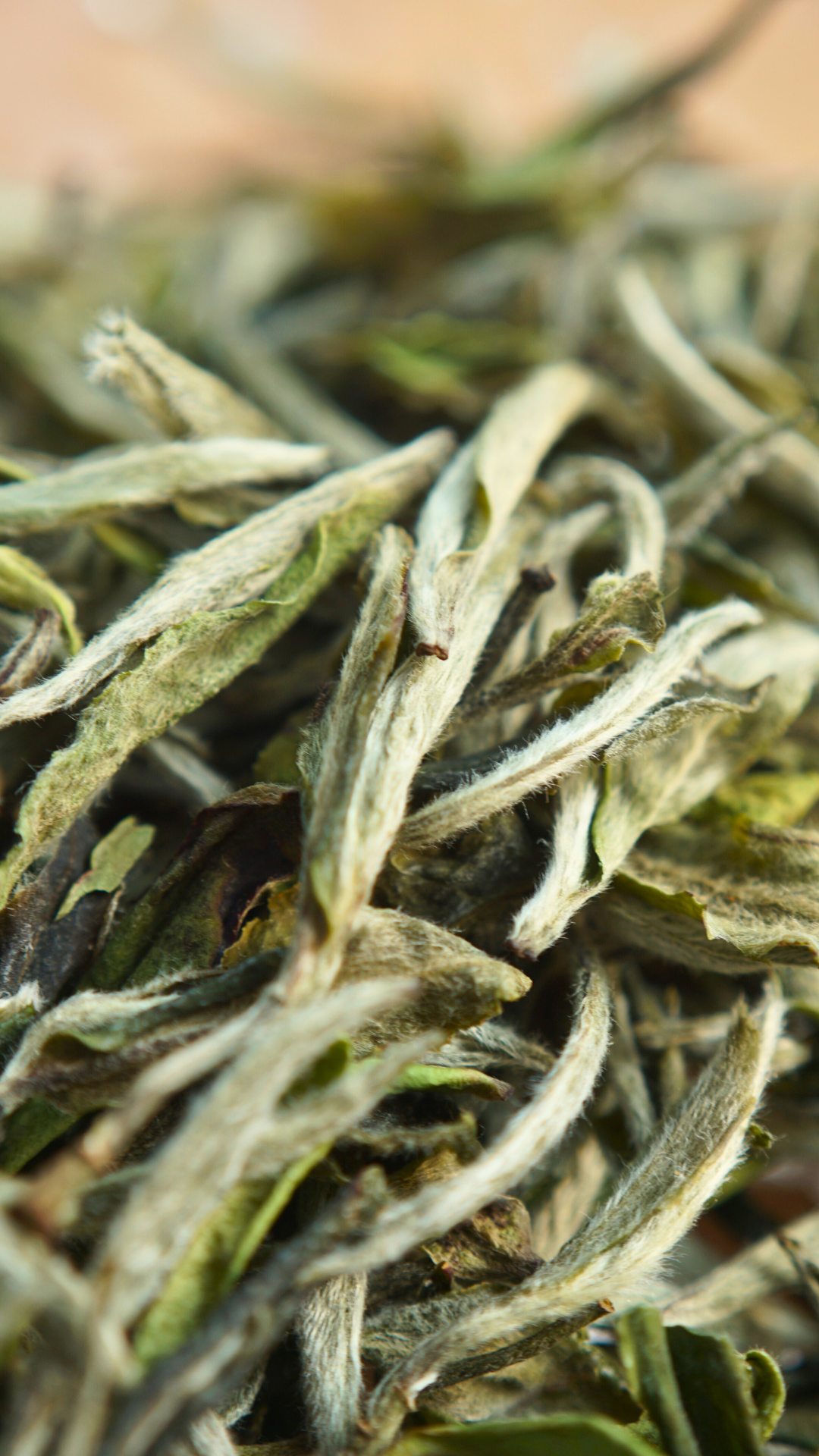 Guangyang Top Grade High Mountain Bai Mu Dan