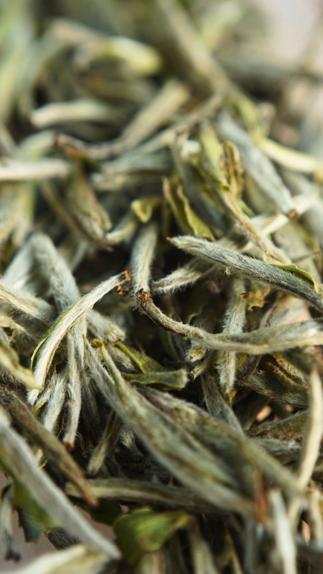 Guanyang High Mountain Old Tea Tree Bai Hao Yin Zhen