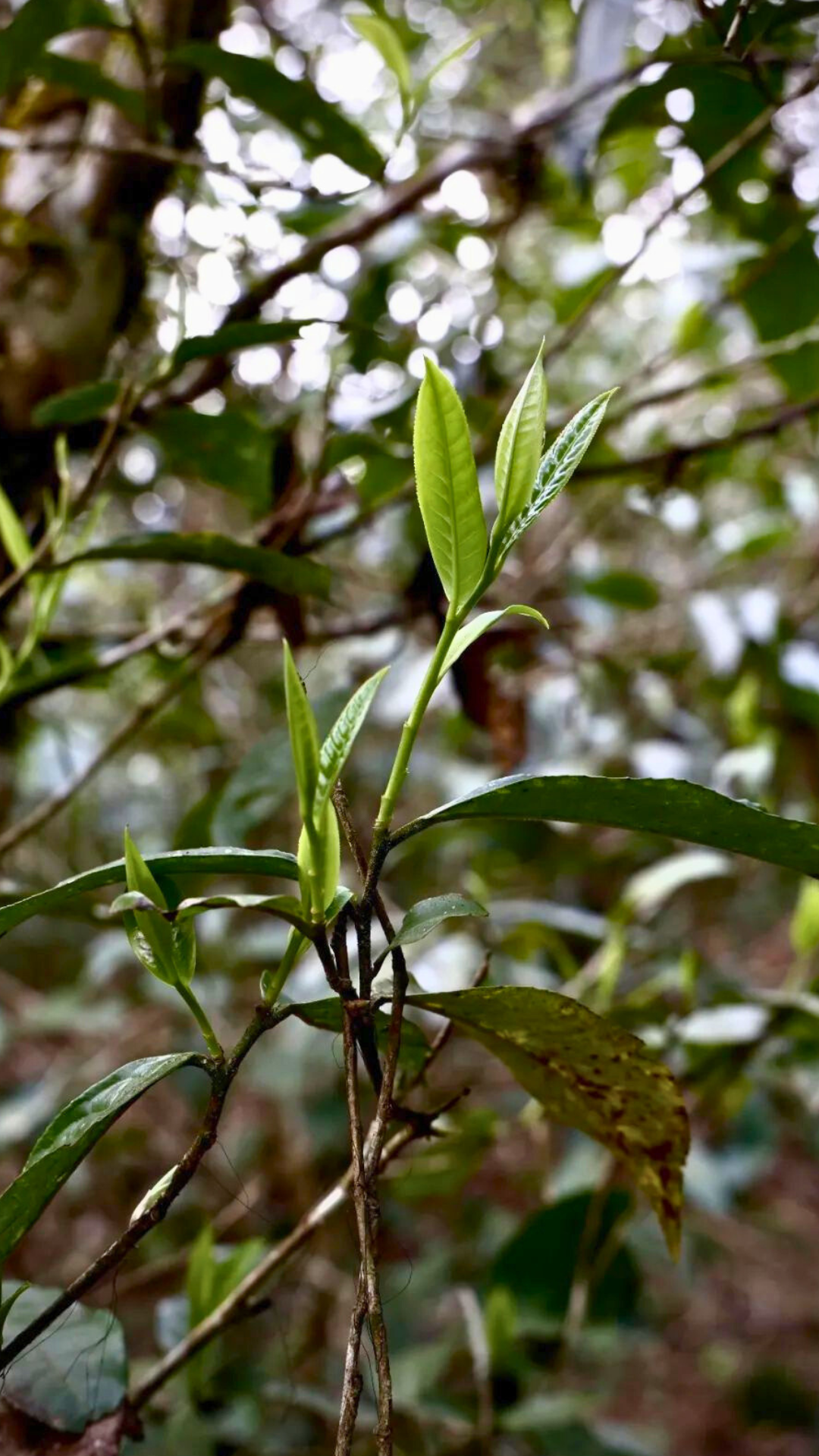 Lao Man'e Ancient Tea Tree Raw Pu-erh