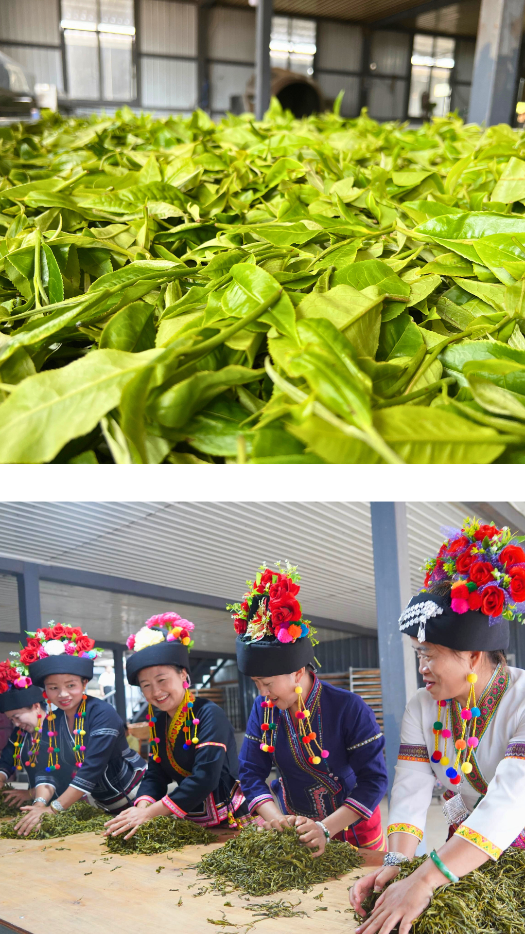 Lao Man'e Ancient Tea Tree Raw Pu-erh