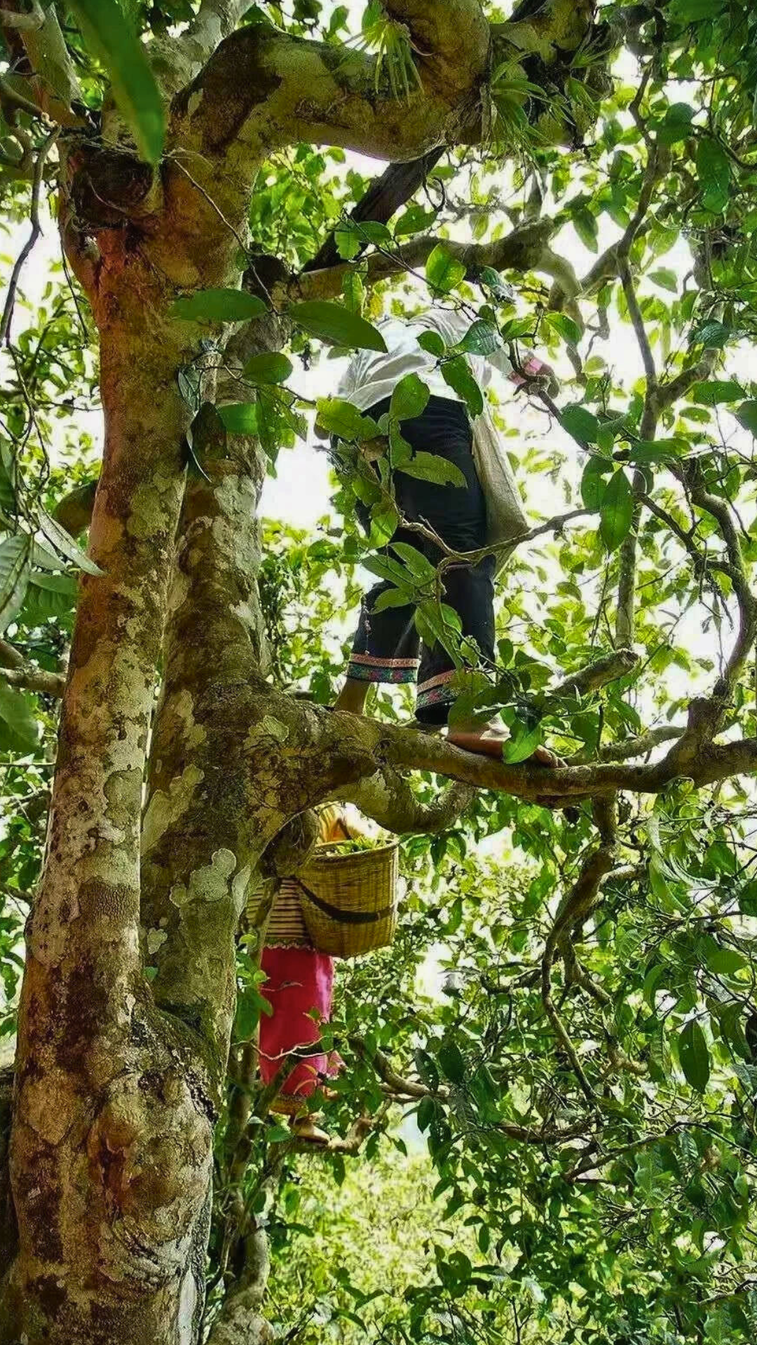Lao Man'e Ancient Tea Tree Raw Pu-erh