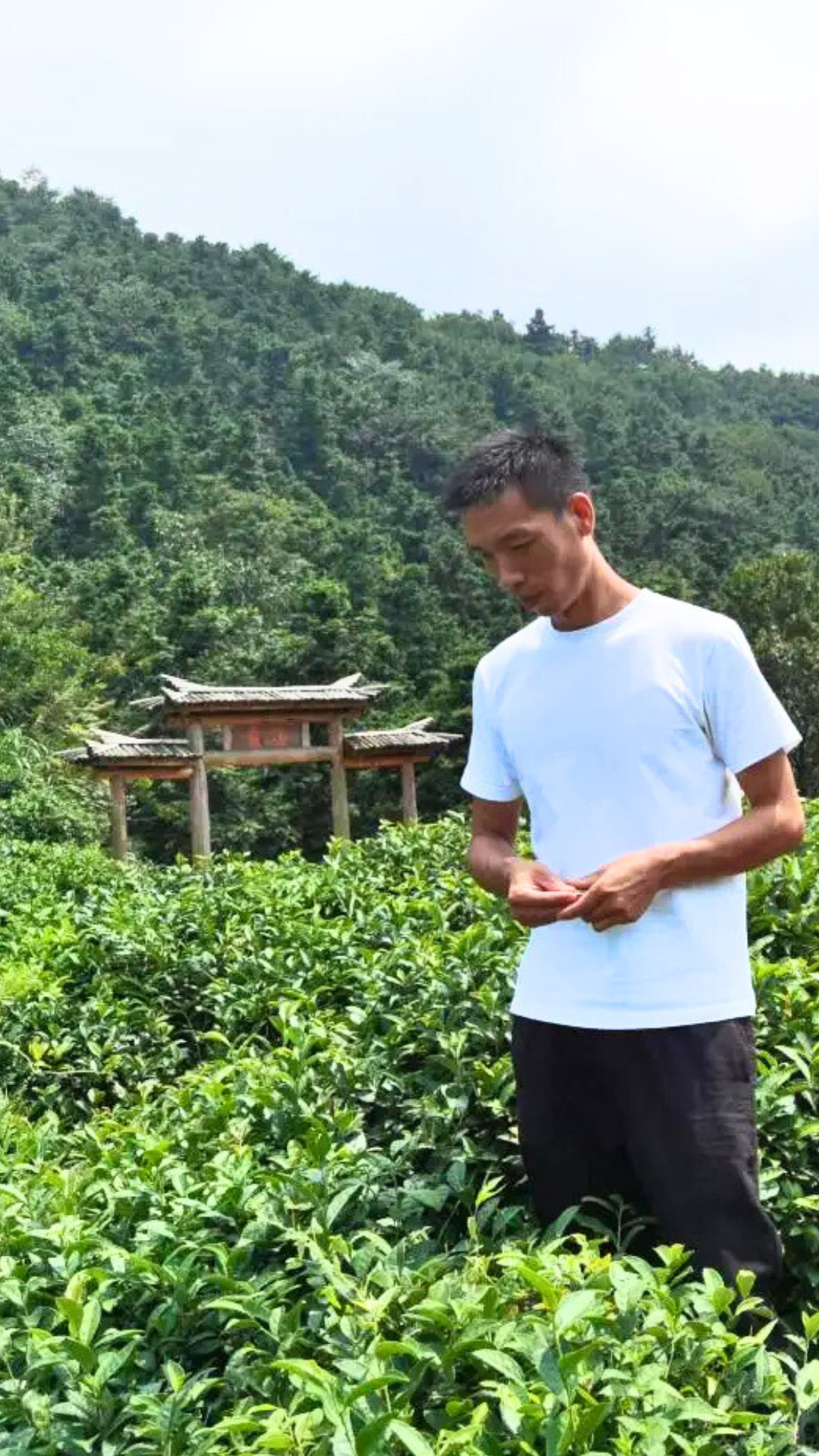 Lu Shan Yun Wu