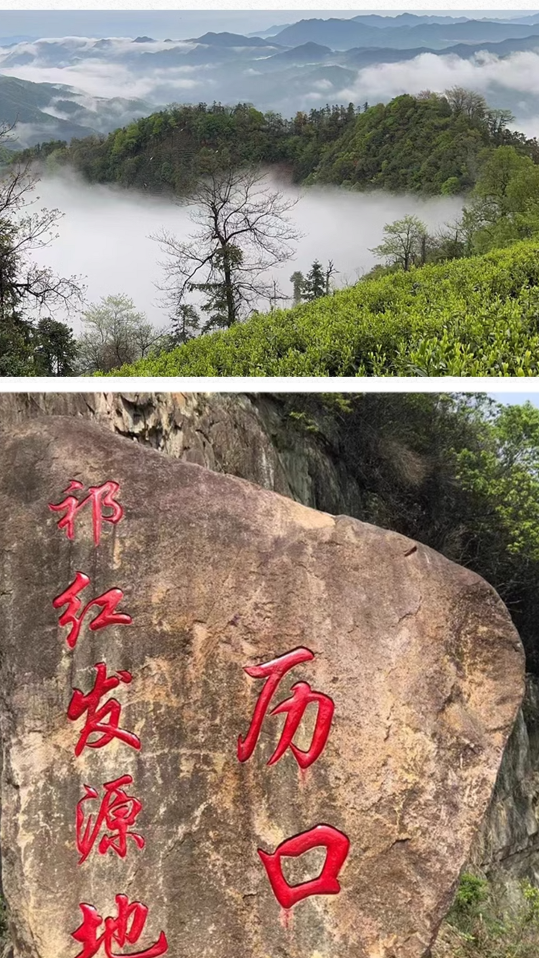 Osmanthus Qimen Black Tea
