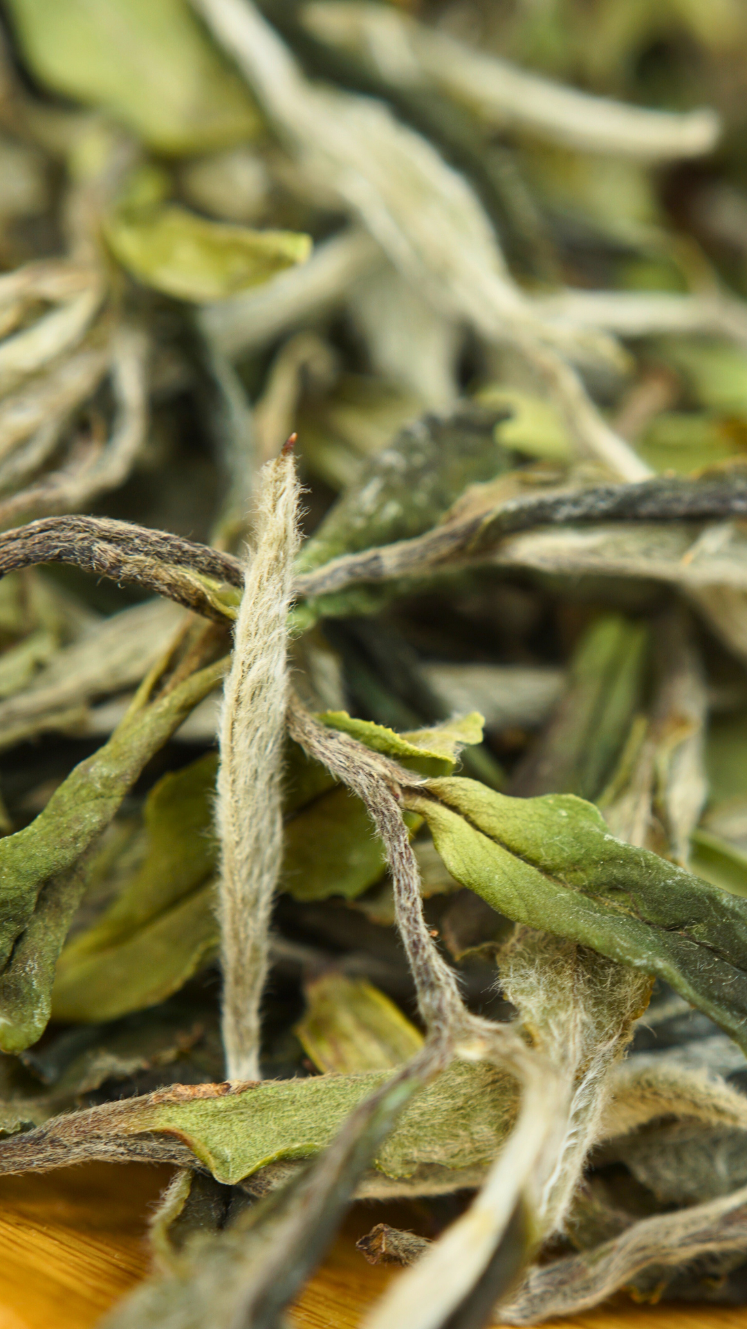 Panxi Da Yang Shan Bai Mu Dan