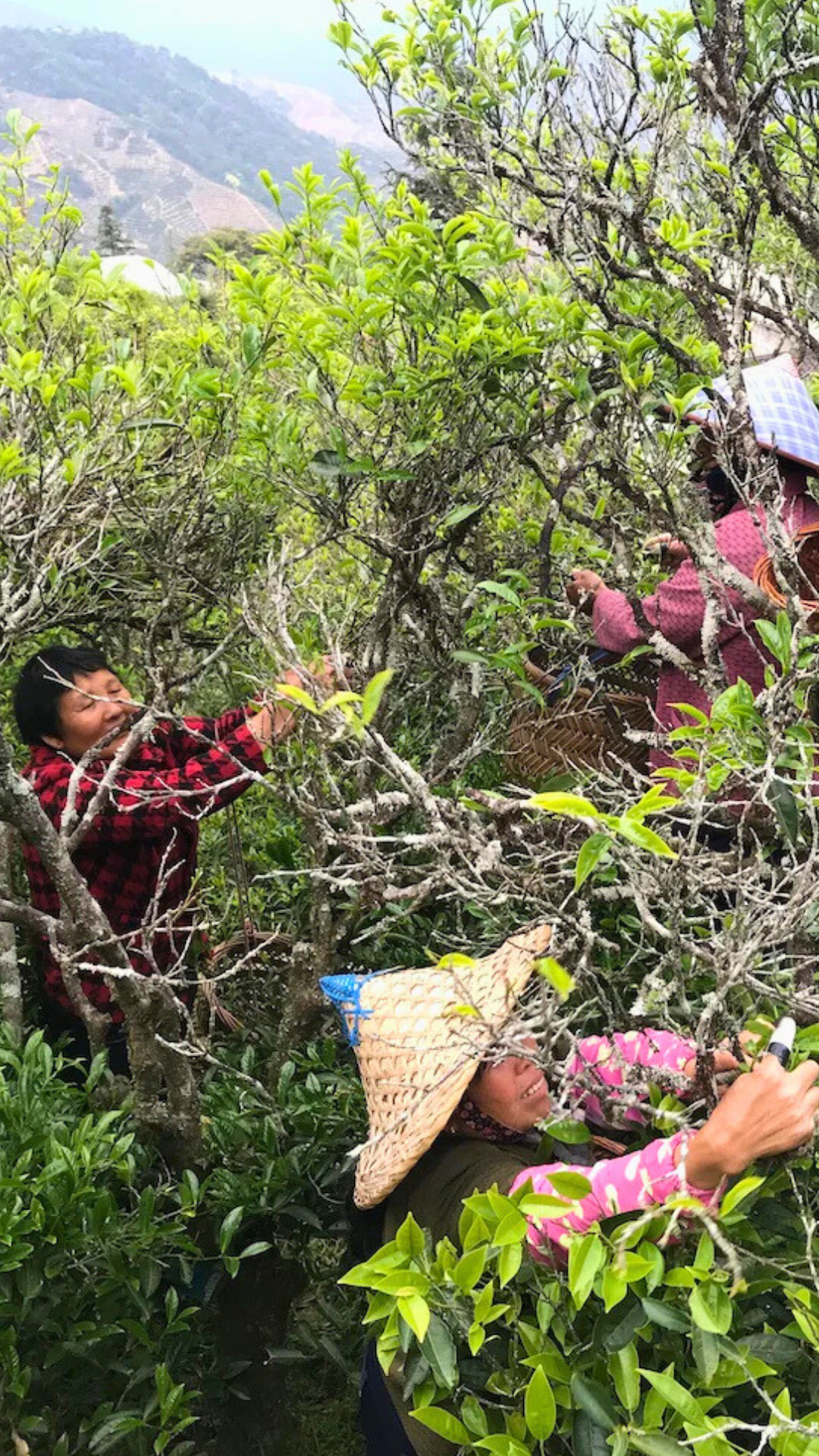 Ping Keng Tou High Mountain Ya Shi Xiang