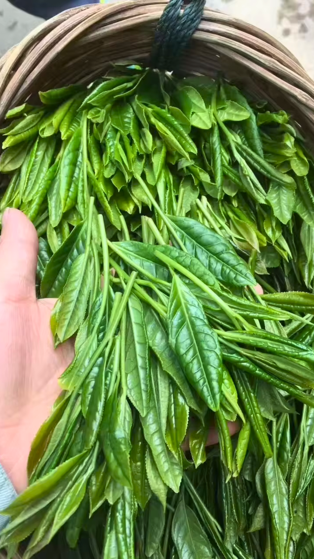 Handcrafted Taiping Houkui