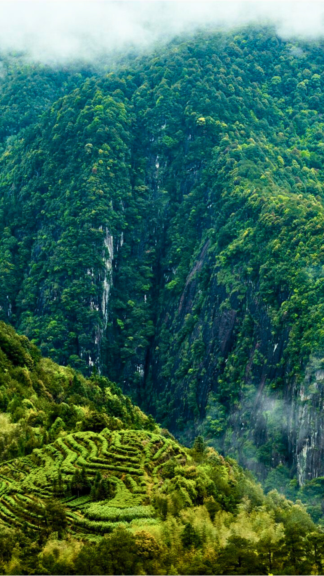 Wild Old Bush TanYang GongFu