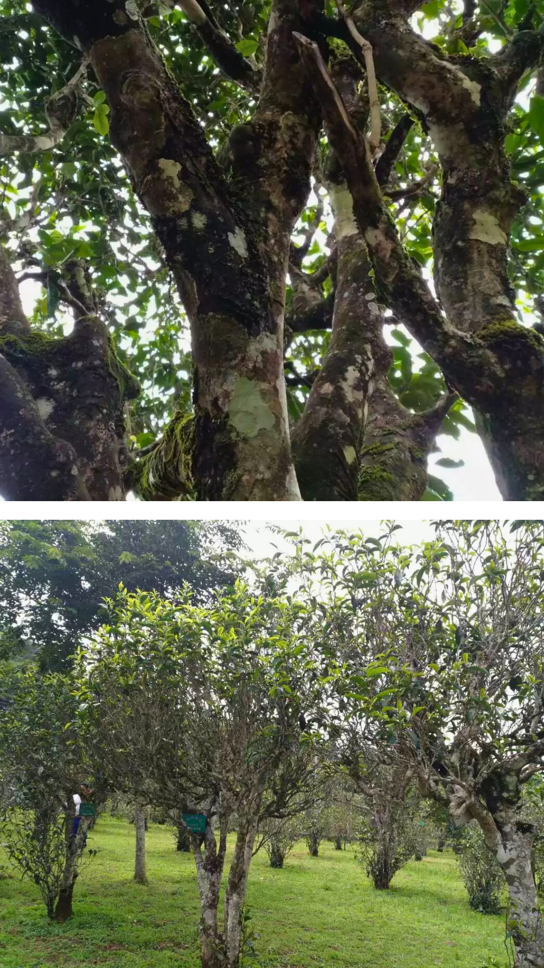 Yangta Bai Hao Yin Zhen-Large Buds