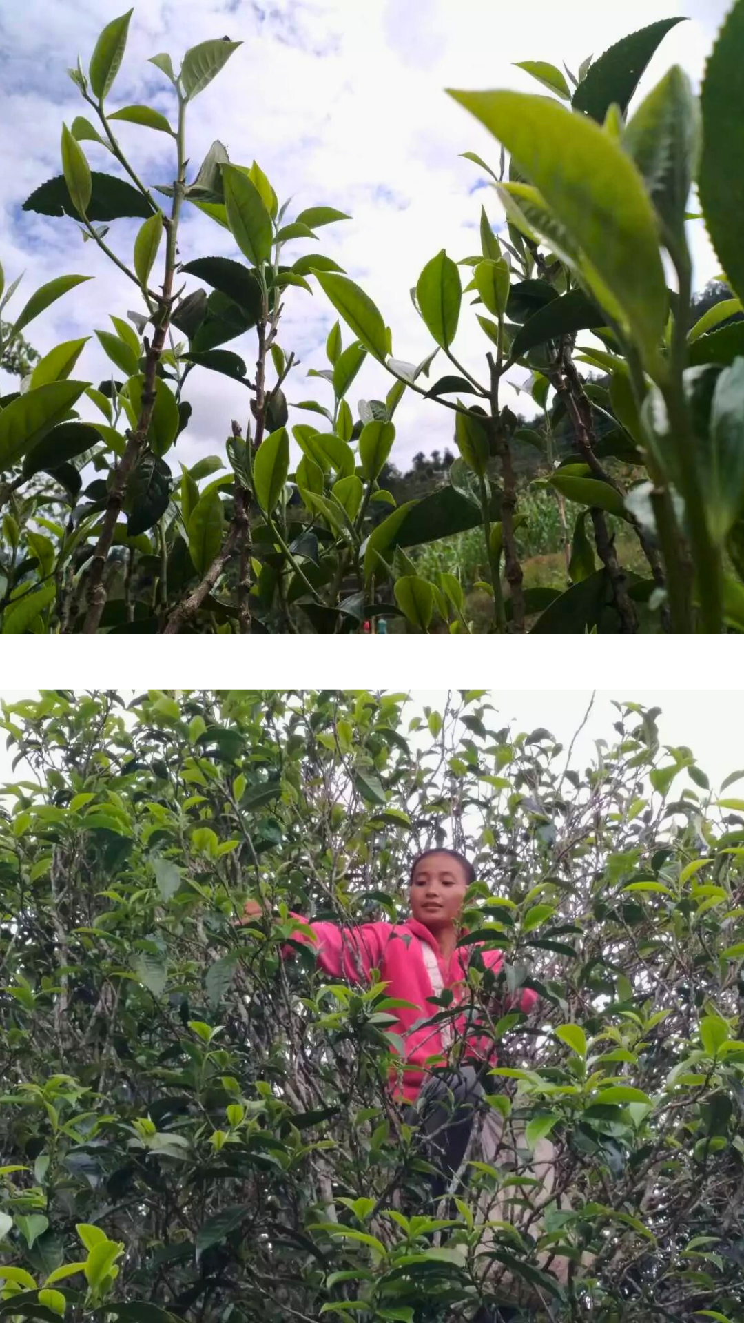 Yangta Bai Hao Yin Zhen-Large Buds