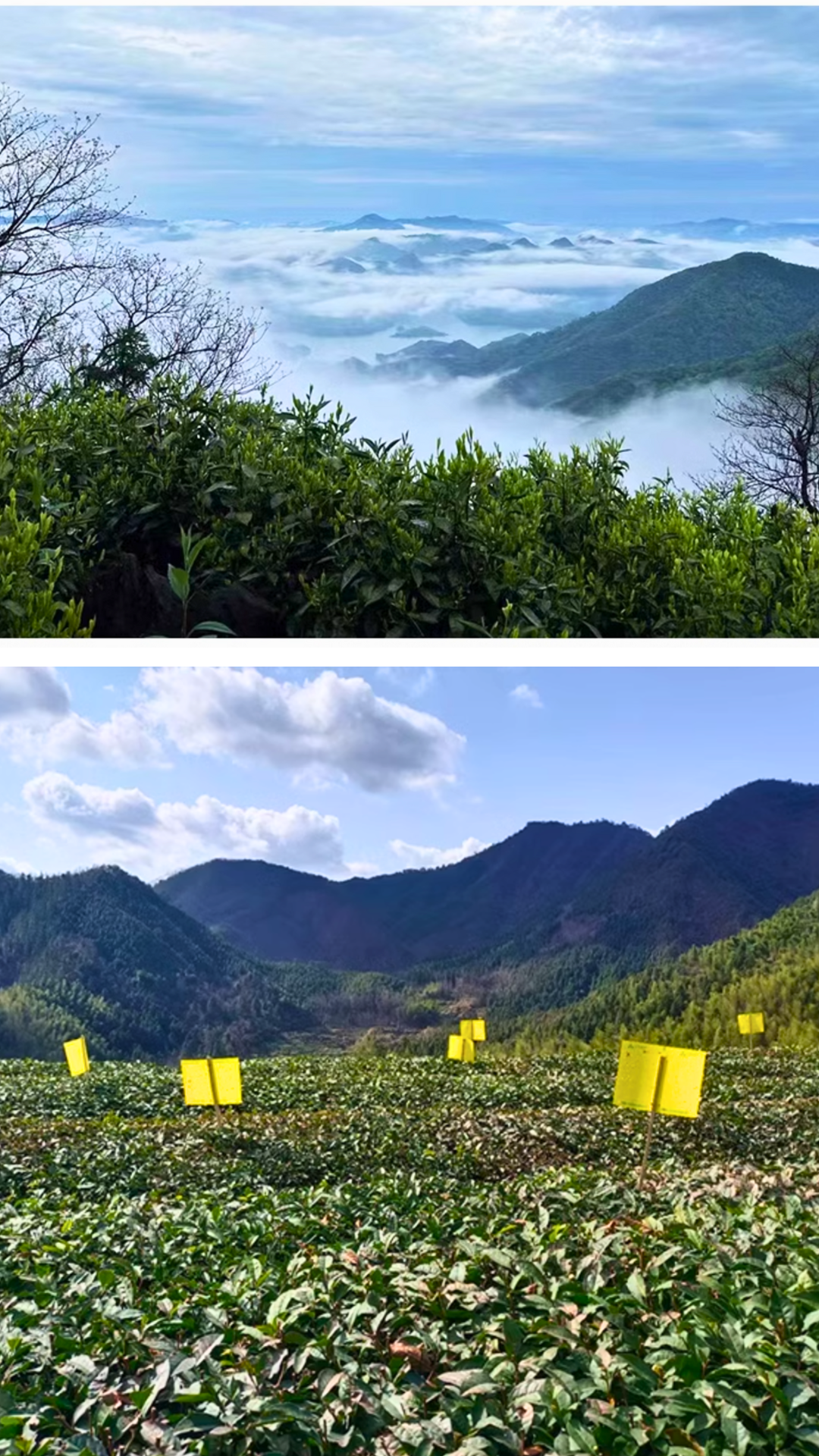 Qimen Gold Needle