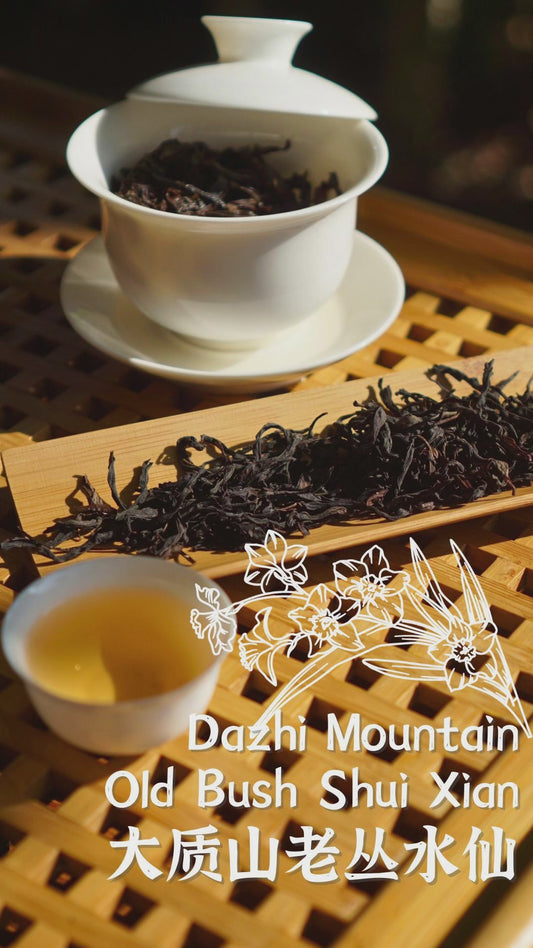 Dazhi Mountain Old Bush Shui Xian