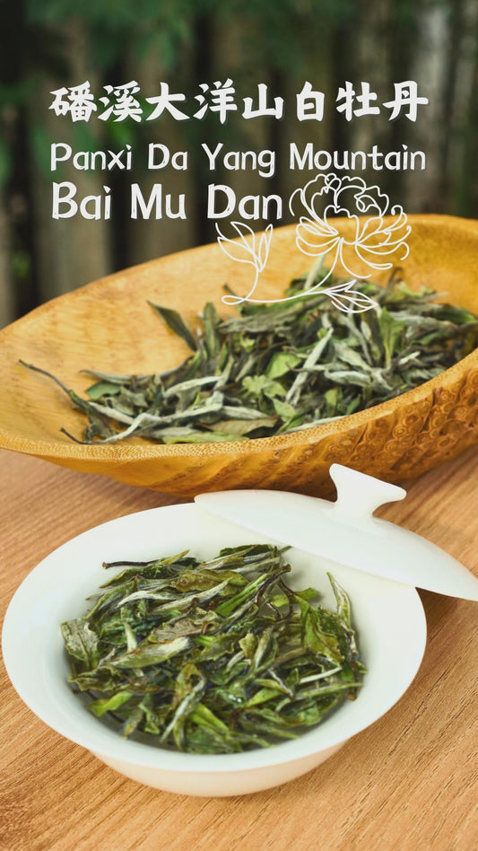 Panxi Da Yang Shan Bai Mu Dan
